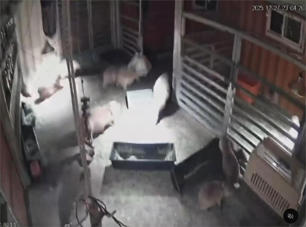 7.0強震斑比山丘水豚群反應曝光！業者認「有逃但不多」網笑：根本台人