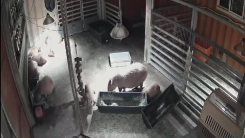 7.0強震斑比山丘水豚群反應曝光！業者認「有逃但不多」網笑：根本台人