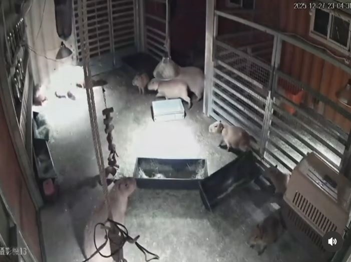 快新聞／強震夜襲宜蘭！水豚奔跑3秒定格、袋鼠「集體彈跳」畫面曝