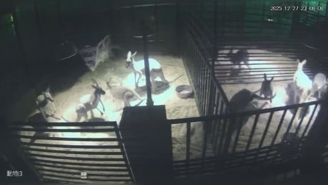 強震夜襲宜蘭！水豚奔跑3秒定格、袋鼠「集體彈跳」畫面曝