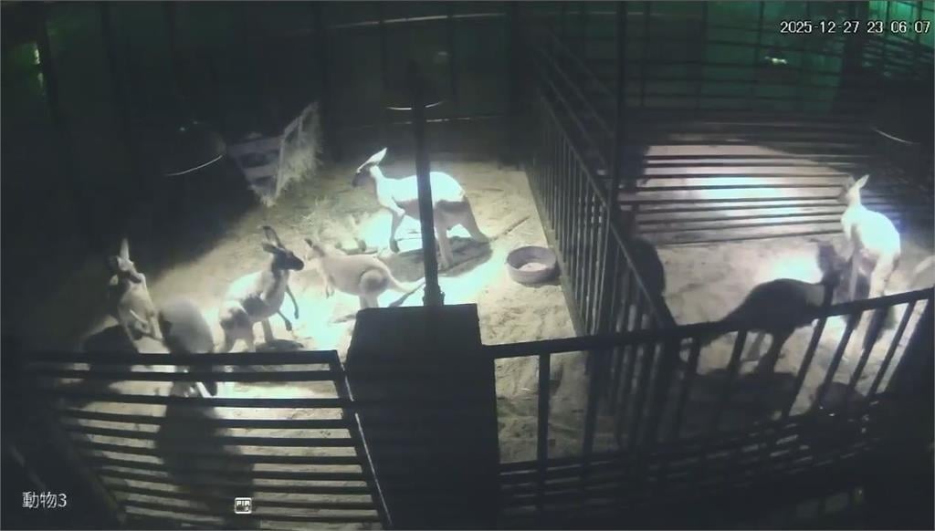 天搖地動！深夜７‧０強震　毛小孩嚇壞狂奔、貓咪「石化」