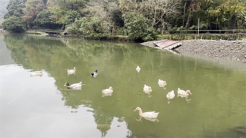 宜蘭望龍埤驚見「撒網抓鴨」？　鄉公所澄清：總量管制