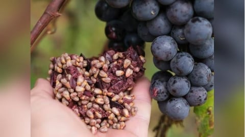 從釀酒廢料到功能原料　葡萄渣如何成為食品創新新選項？