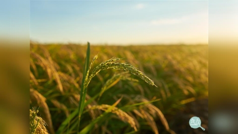 2035年10億人口面臨水資源壓力　亞洲農業如何破解「愈缺水、愈灌溉」惡性循環？