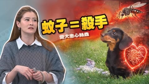 宋哥《醫學大聯盟》揭「心絲蟲」冬季迷思！搶救狗命花18萬！