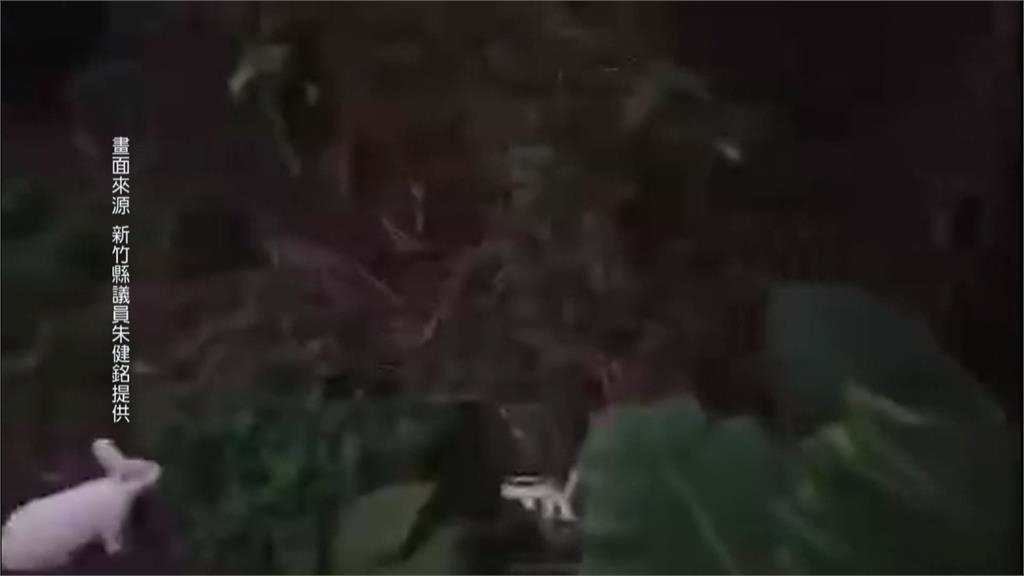 孩子被兔咬傷　飼主一口氣丟46隻兔子凍死1隻