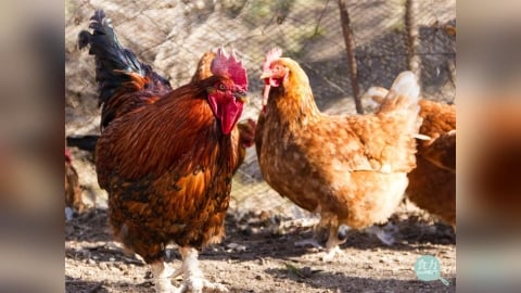 從籠飼雞到母豬分娩欄 英國動物福利改革延伸至屠宰與水產