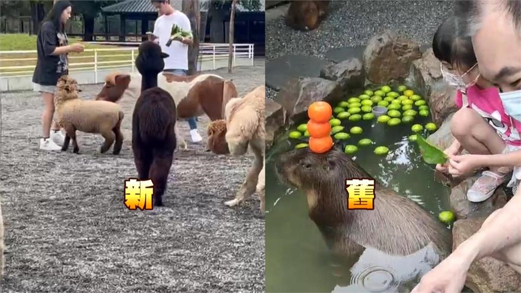 張美阿嬤農場鬧分家!一票遊客遭誤導「動物已搬走」業者兩度公告還原真相