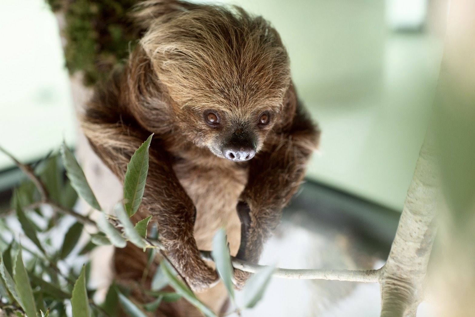 與樹懶共餐！11.5公頃內門野森動物學校1/17試營運