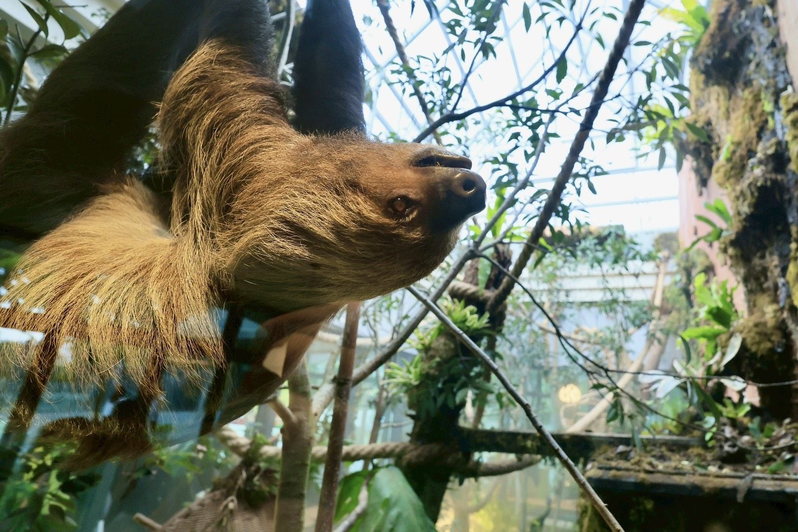 與樹懶共餐！11.5公頃內門野森動物學校1/17試營運