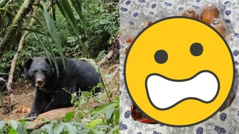 台灣黑熊「直衝阿里山部落」找食物！「翻冰箱、開罐頭」現場破壞照曝光