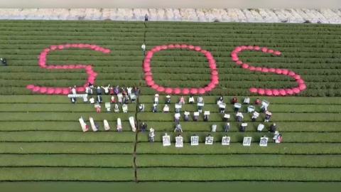 為茶樹.石虎請命！ 南投茶園紅傘排"SOS"反對蓋焚化爐