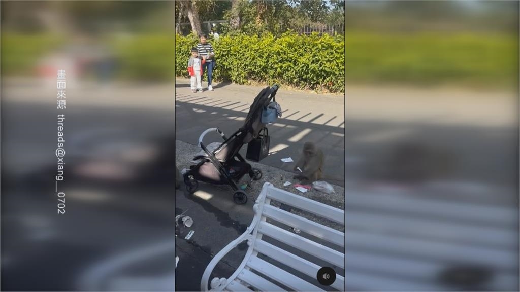 壽山動物園「獼猴大鬧」! 行搶嬰兒車、奶瓶遊客困擾