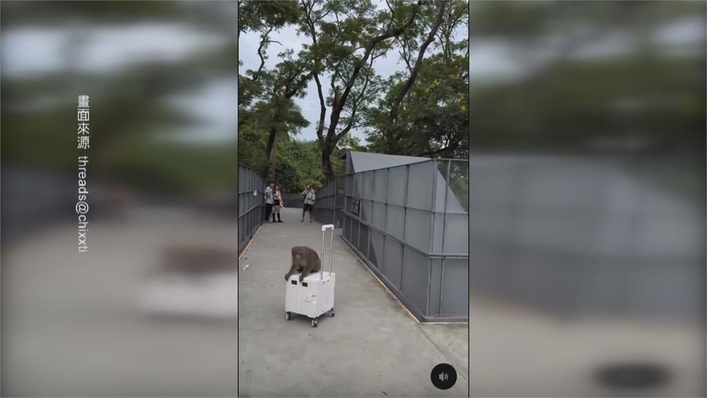 壽山動物園「獼猴大鬧」! 行搶嬰兒車、奶瓶遊客困擾