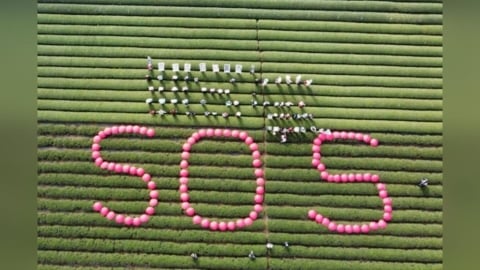 名間茶園驚見「SOS」反對興建焚化爐　南投縣府盼溝通達雙贏