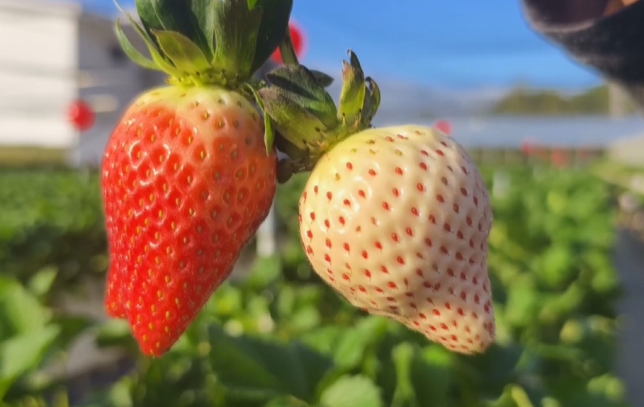 像妳一樣甜! 大湖種出日本「白」草莓一顆120元~150元