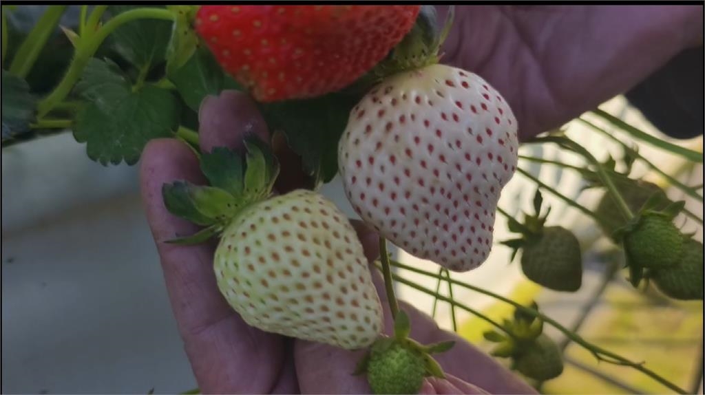 像妳一樣甜! 大湖種出日本「白」草莓一顆120元~150元