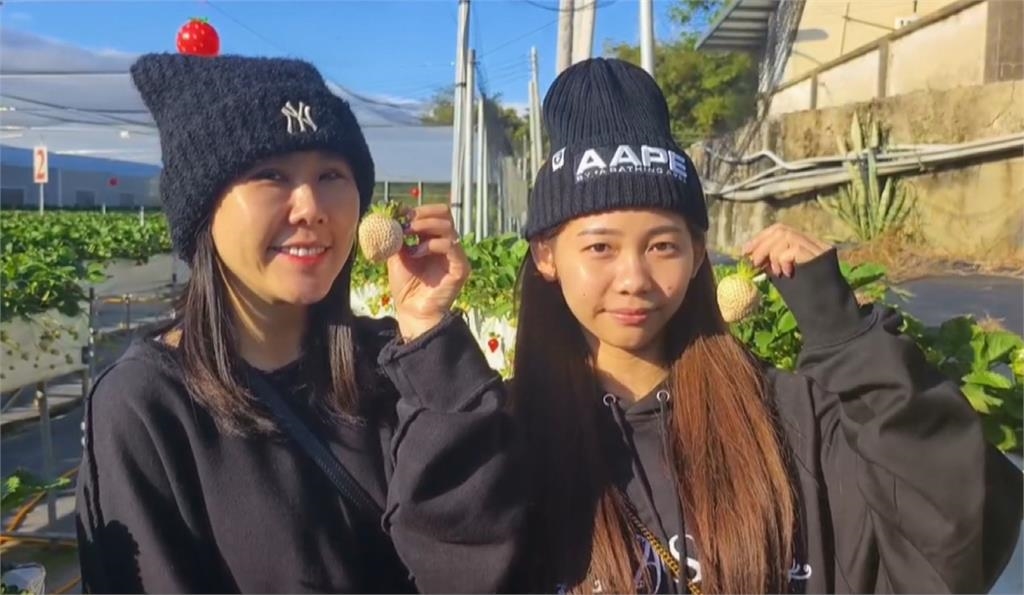 像妳一樣甜! 大湖種出日本「白」草莓一顆120元~150元