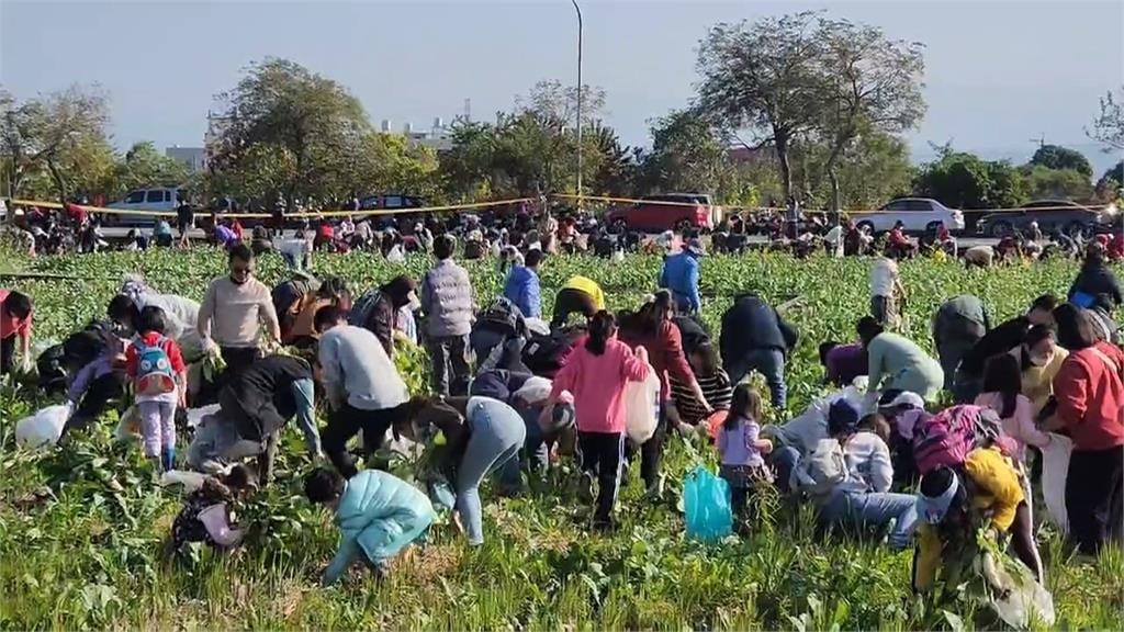 新年好彩頭! 拔蘿蔔體驗 上千人彎腰迎新年