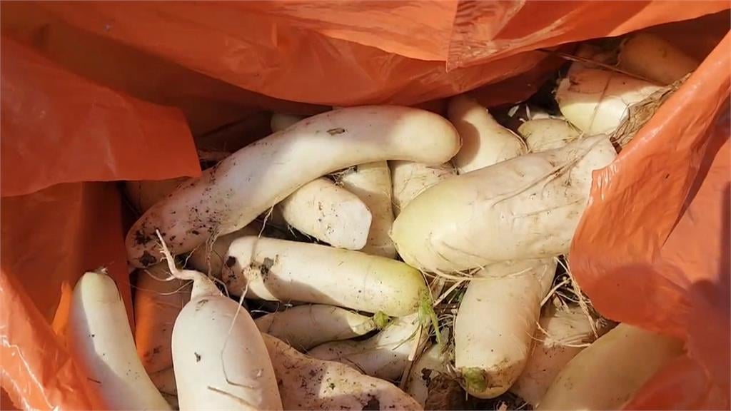 新年好彩頭! 拔蘿蔔體驗 上千人彎腰迎新年