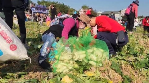 新年好彩頭! 拔蘿蔔體驗 上千人彎腰迎新年
