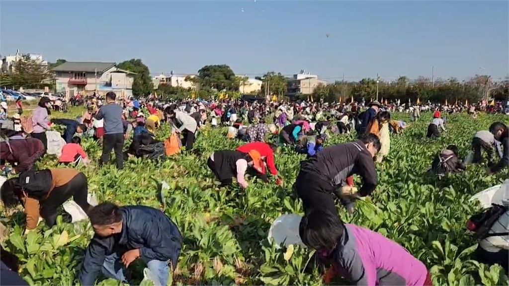 台中發送高麗菜吸引千人排隊 彰化推拔蘿蔔體驗