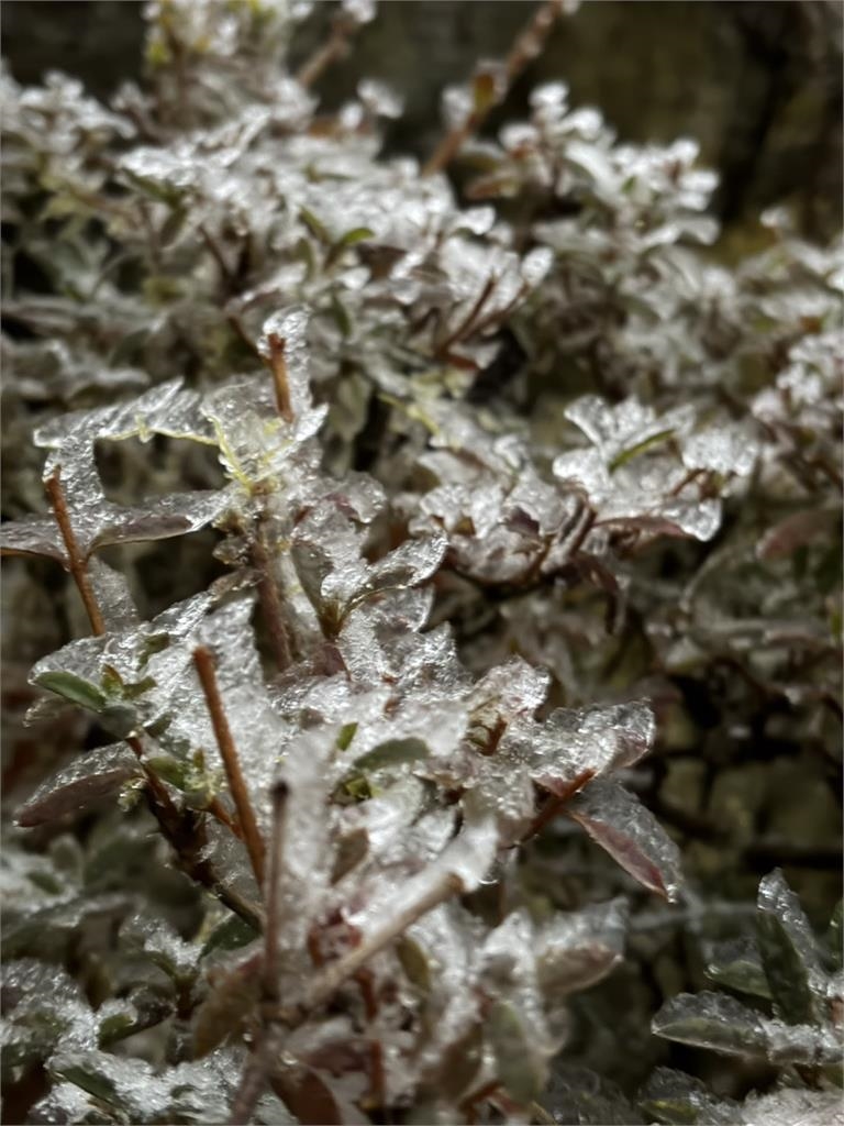 快新聞／有夠冷！宜蘭太平山「跌破零度」下雪　美景曝光了