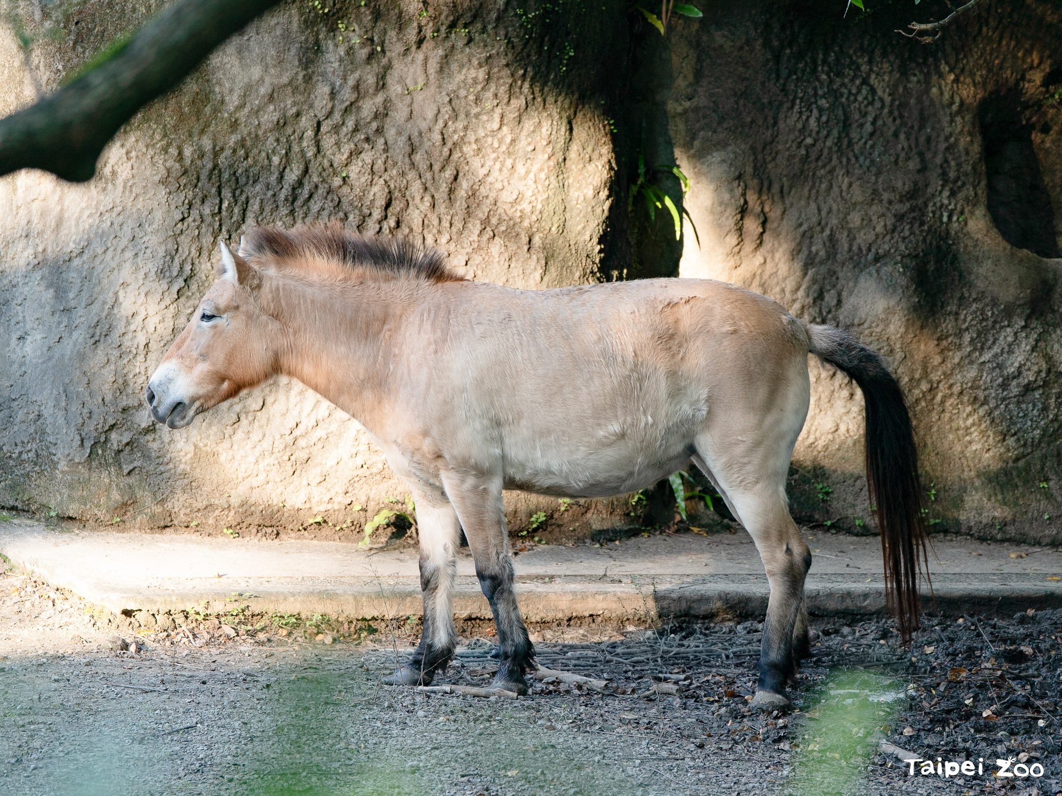 蒙古野馬 圖/台北市立動物園、台北市政府