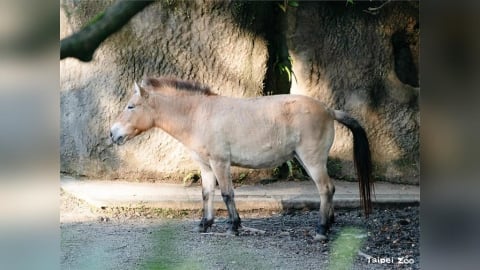 新年散步新玩法！來動物園跟著「馬偵探霍斯」走進馬科動物的真實世界