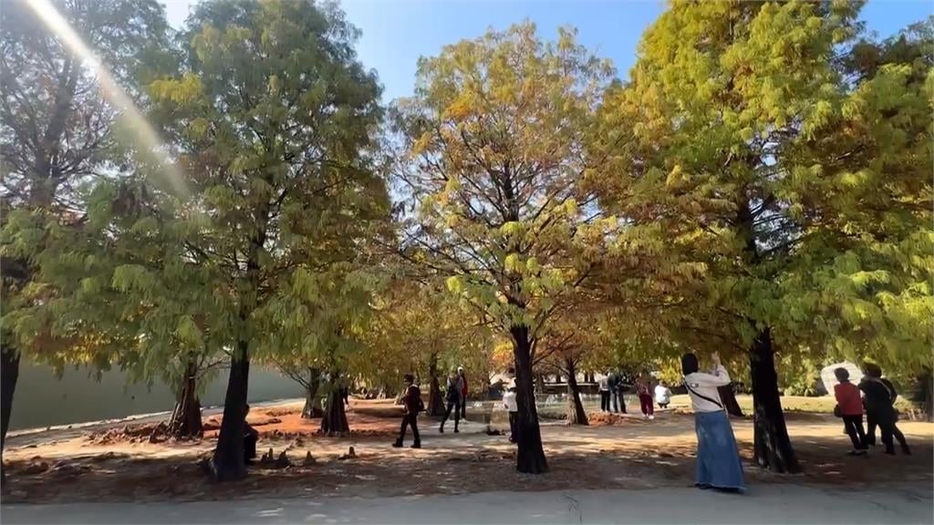 雲林落羽松陸續轉紅褐色　彷彿置身韓劇場景遊客打卡