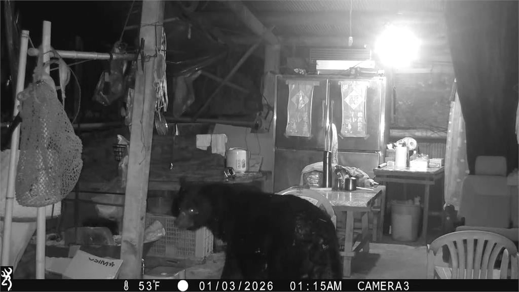 阿里山"黑熊出沒"! 連3天光顧工寮翻冰箱覓食