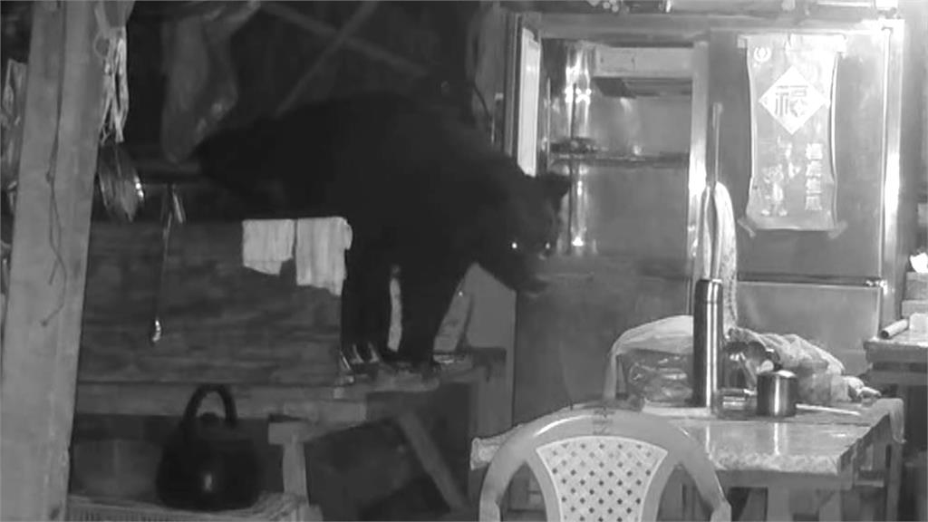 阿里山"黑熊出沒"! 連3天光顧工寮翻冰箱覓食