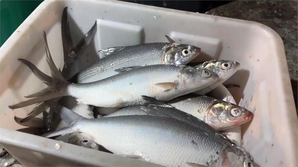 抖抖！　虱目魚剖開曬一夜干　曝曬2小時魚肉竟然在抖