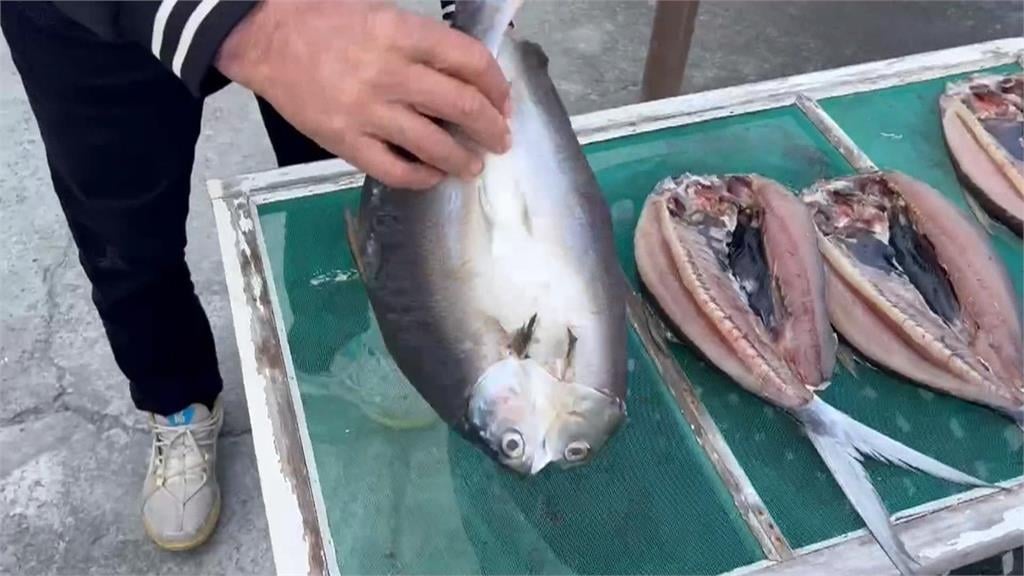 抖抖！　虱目魚剖開曬一夜干　曝曬2小時魚肉竟然在抖