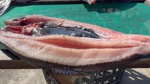 抖抖！　虱目魚剖開曬一夜干　曝曬2小時魚肉竟然在抖