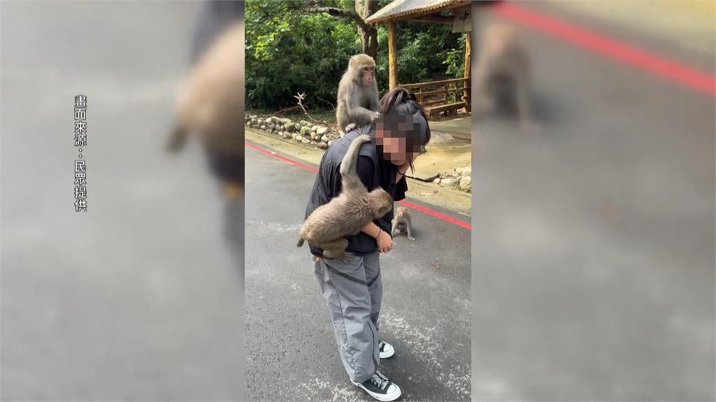 逛壽山動物園被獼猴搶飲料 遊客違規"怒巴牠頭"