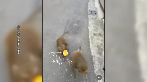 逛壽山動物園被獼猴搶飲料 遊客違規"怒巴牠頭"