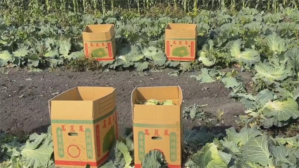 促銷自救! 高麗菜產地價跌破10元 彰化菜農主打產地直送到府