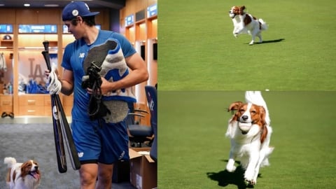 MLB(影)/大谷翔平練球愛犬沒閒著!Decoy開心奔跑快樂撿球萌樣融化粉絲