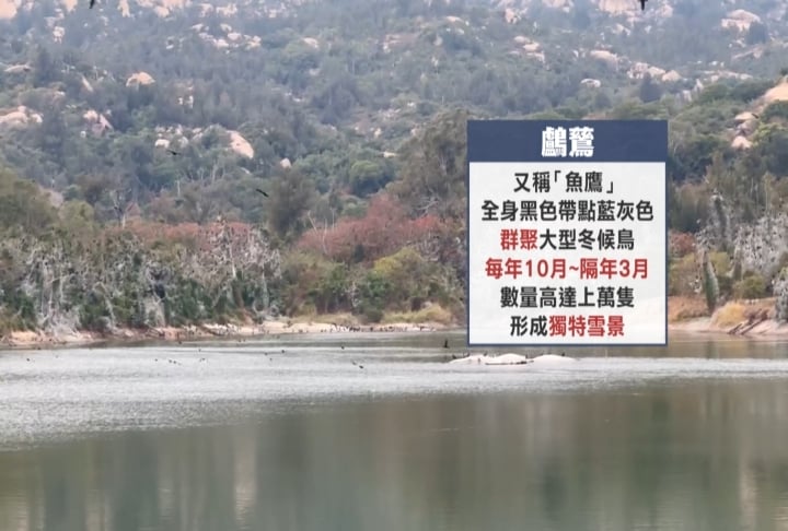 金門有雪景？陽明湖畔染白竟是「鳥排泄物」