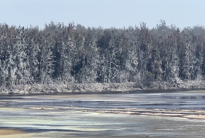 金門有雪景？陽明湖畔染白竟是「鳥排泄物」