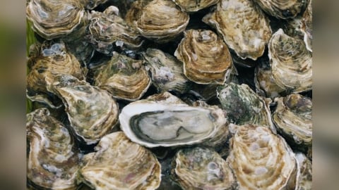 越南牡蠣「變身」台灣東石　盤商遭判刑4月