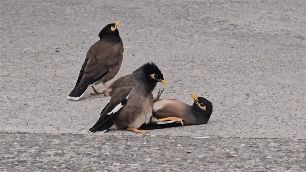 「鳥界擂台賽」屏東盛大登場？　八哥街頭開打！吸引圍觀也不怕