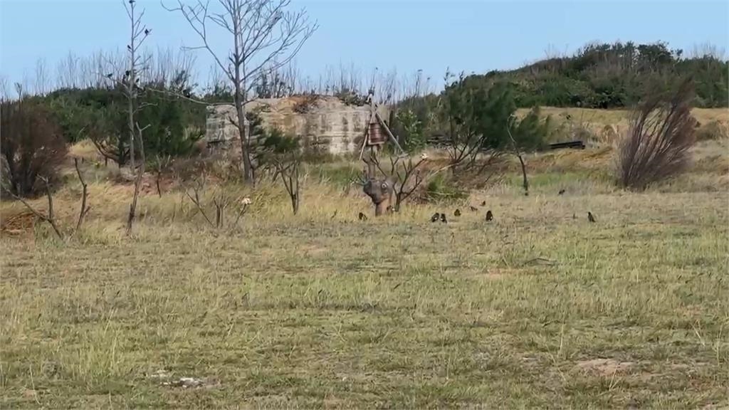 「鳥界擂台賽」屏東盛大登場？　八哥街頭開打！吸引圍觀也不怕