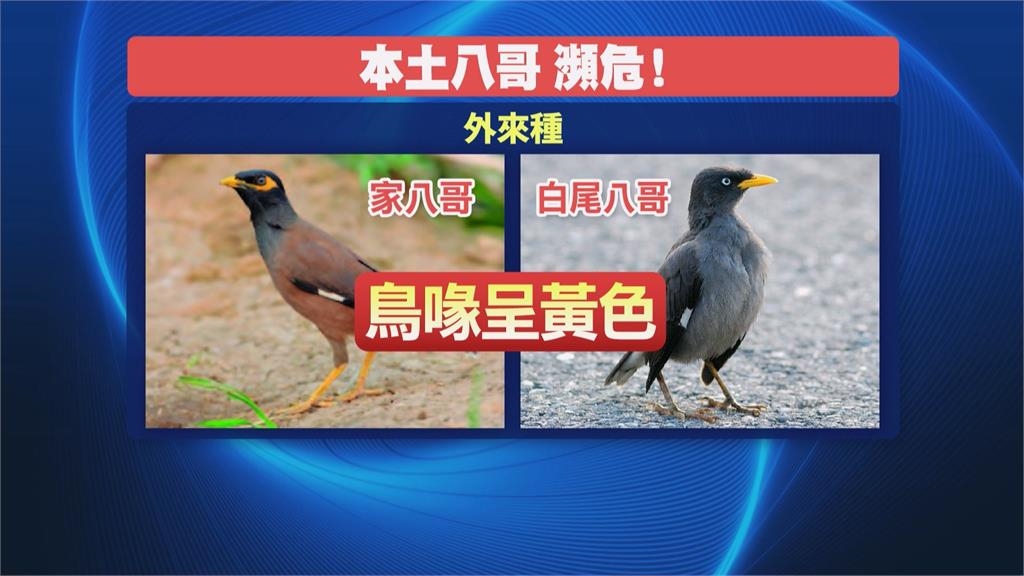 「鳥界擂台賽」屏東盛大登場？　八哥街頭開打！吸引圍觀也不怕
