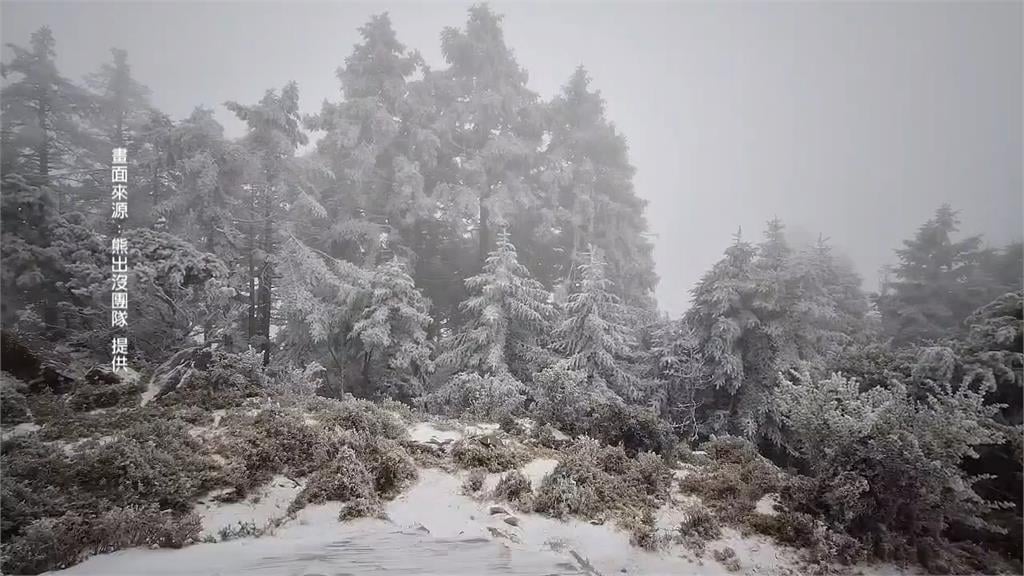 強烈冷氣團催花開！　南投信義梅花陸續綻放盛開7成