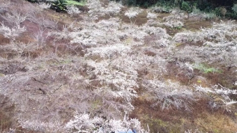 強烈冷氣團催花開！　南投信義梅花陸續綻放盛開7成
