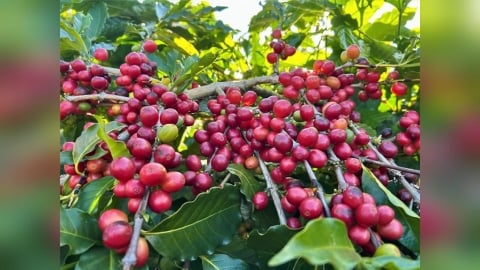 2026台灣咖啡新產季登場　島嶼風土如何形塑不同的咖啡風味結構？