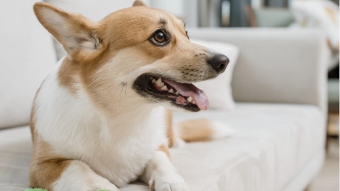 狗狗能吃哪些蔬菜？避開「7 類不適合狗狗的蔬菜」與 13 種可適量食用蔬菜清單一次掌握