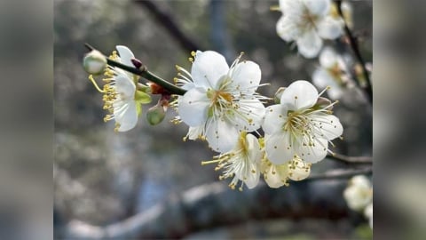 2026角板山行館梅花季　邀您漫步行館賞梅去